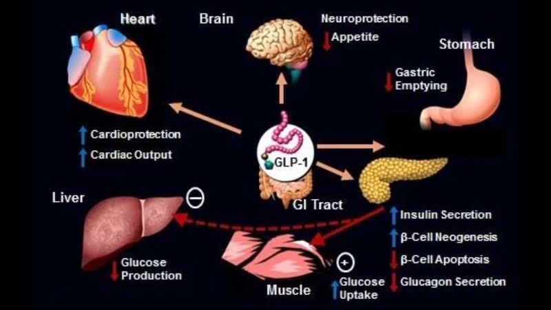 Trulicity dulaglutide mechanism of action