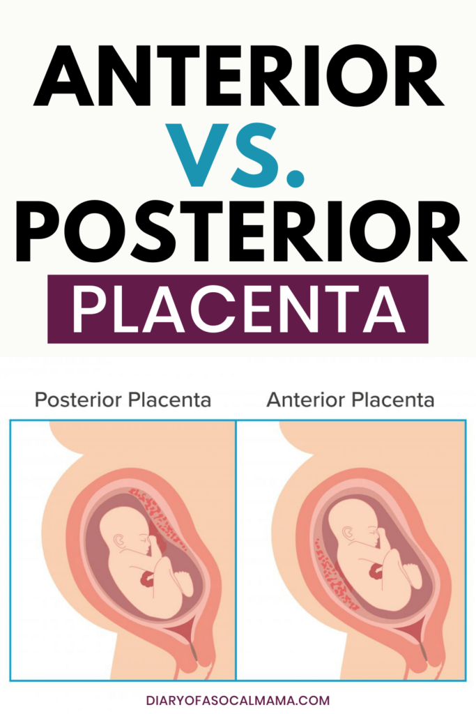 Anterior and posterior