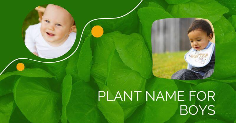 plant name for boys