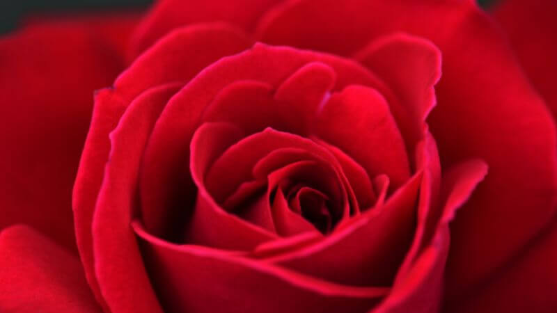 Red rose