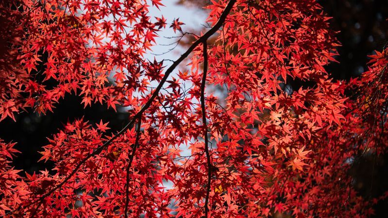 Red tree