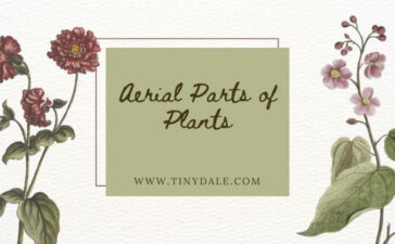 Aerial Parts of Plants