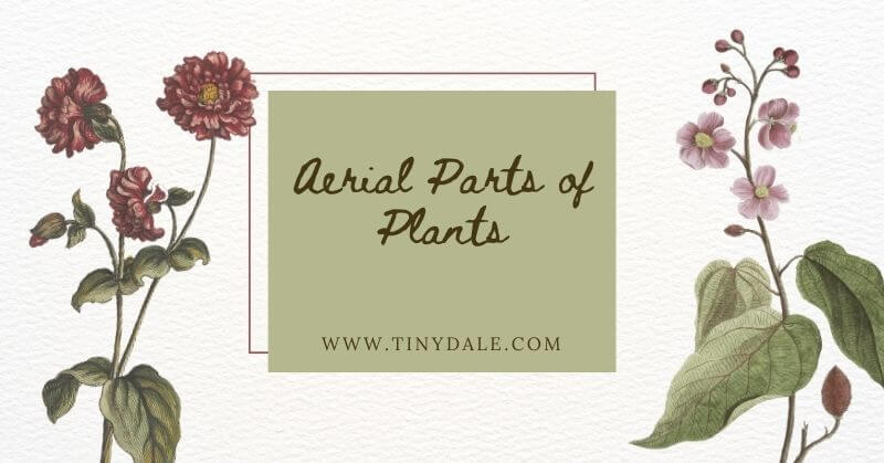 Aerial Parts of Plants