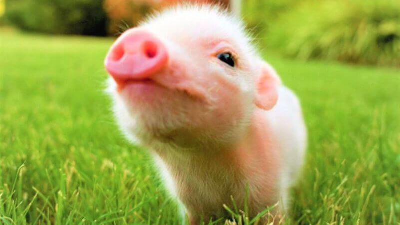 Cute pig