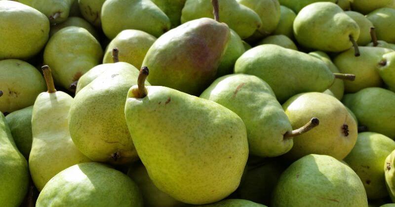 lot of Pears