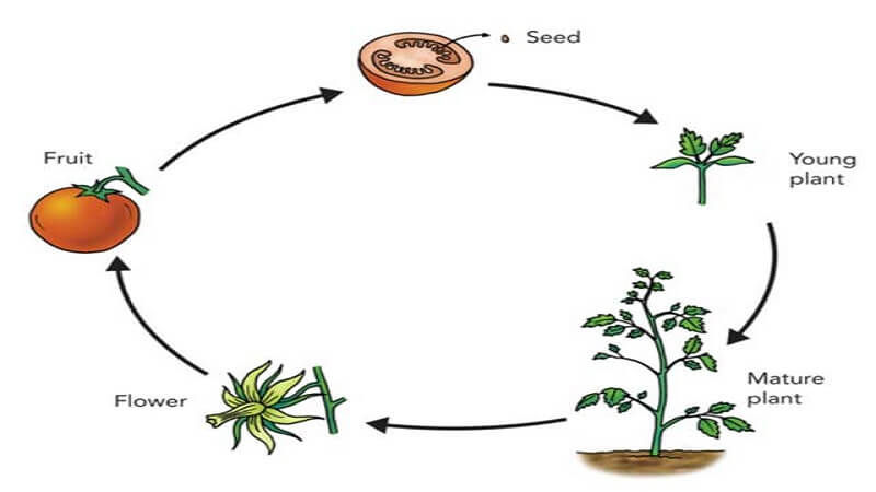 Plant life cycle