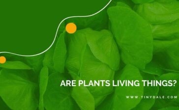 are plants living things