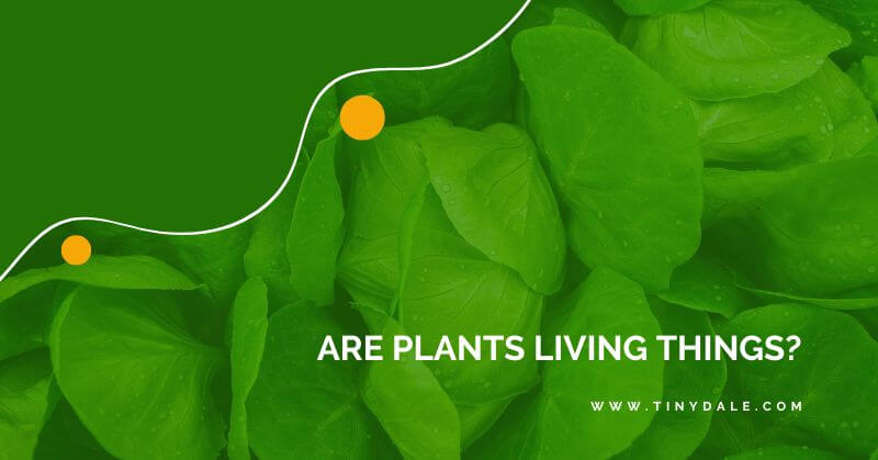are plants living things