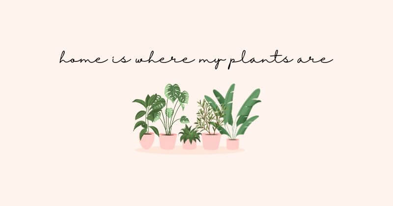 home is where my plants are