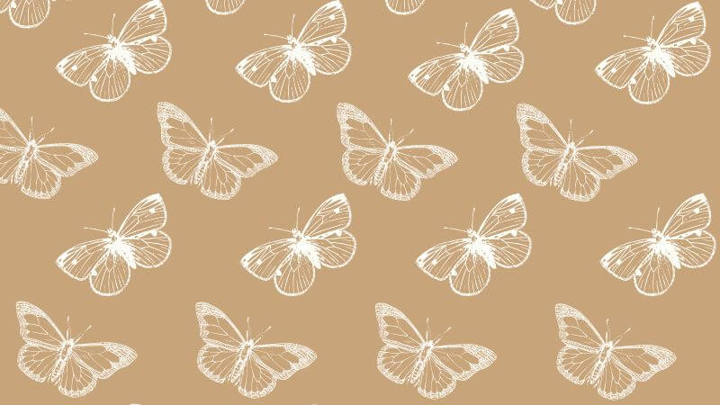Butterfly on cream background