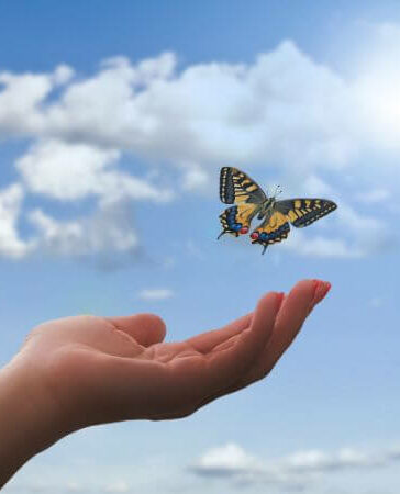 butterfly flying