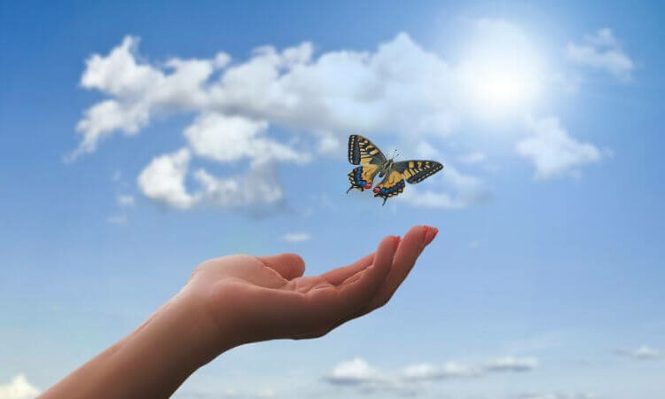 butterfly flying