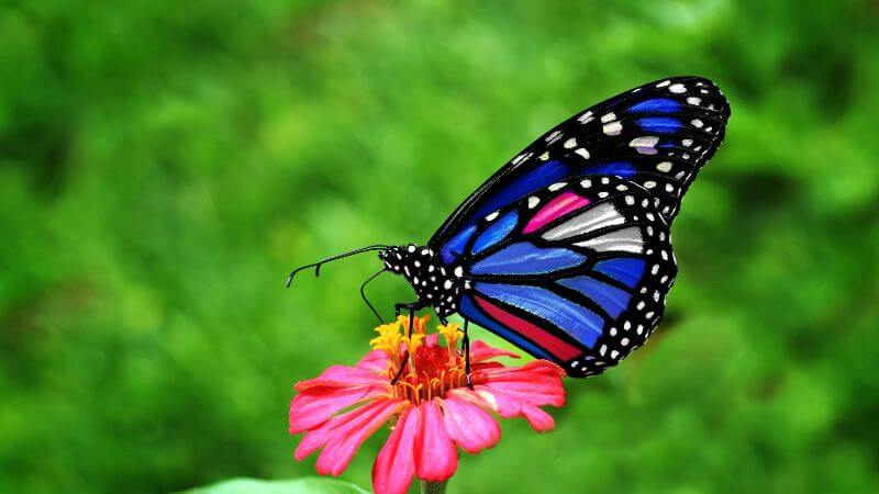 butterfly sitting on flower