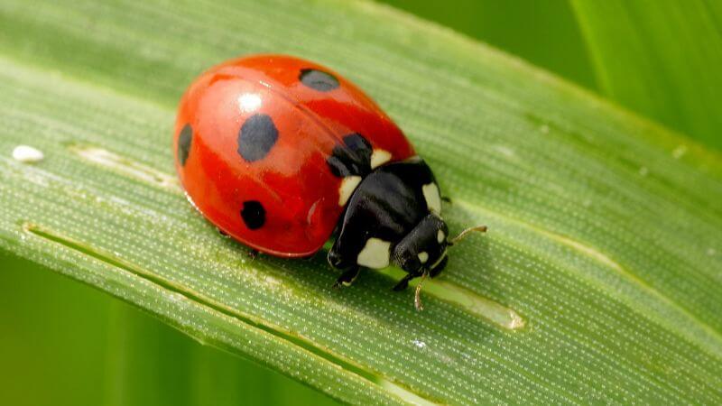 A real ladybug