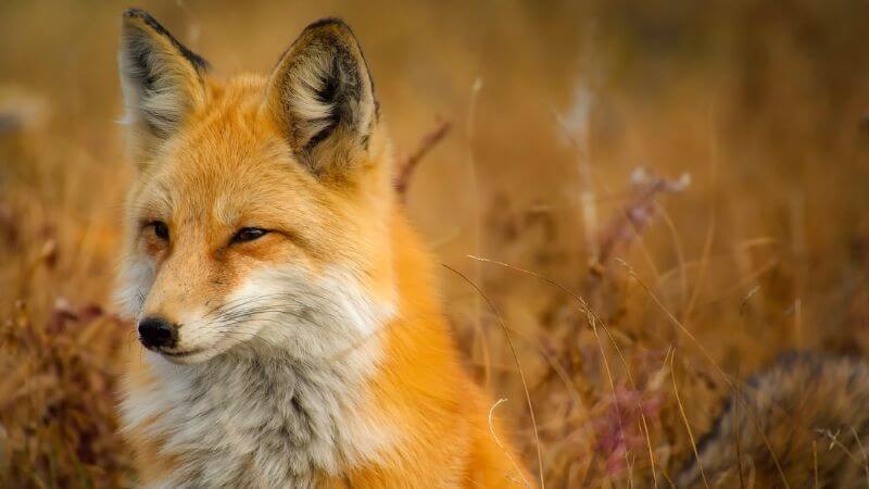 Angry fox