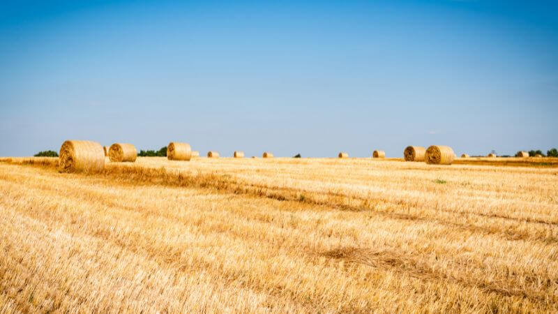 Dry grass field