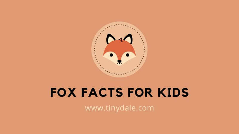 Fox facts for kids