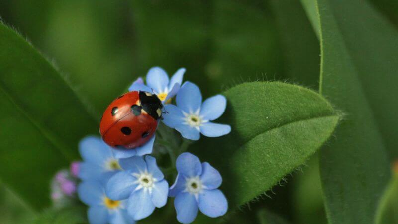 Ladybug on flower