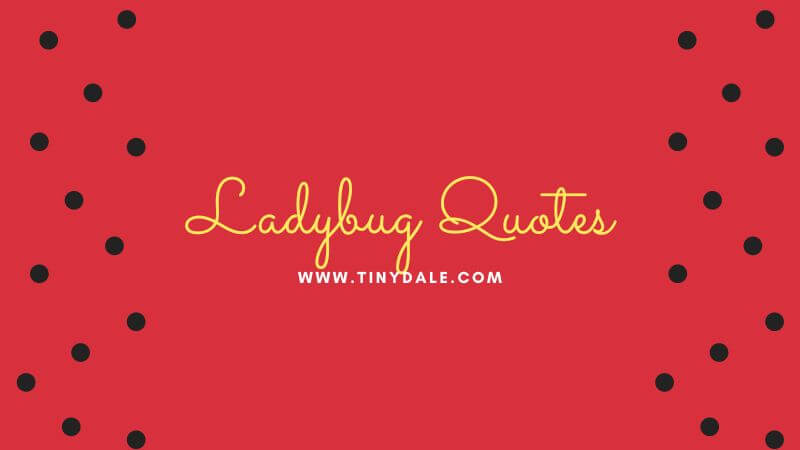 Ladybug quotes