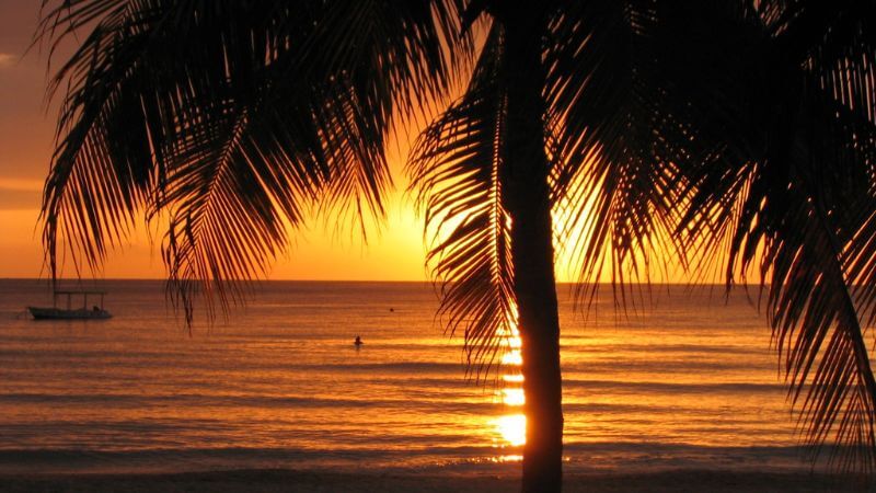 Sunset with palm tree