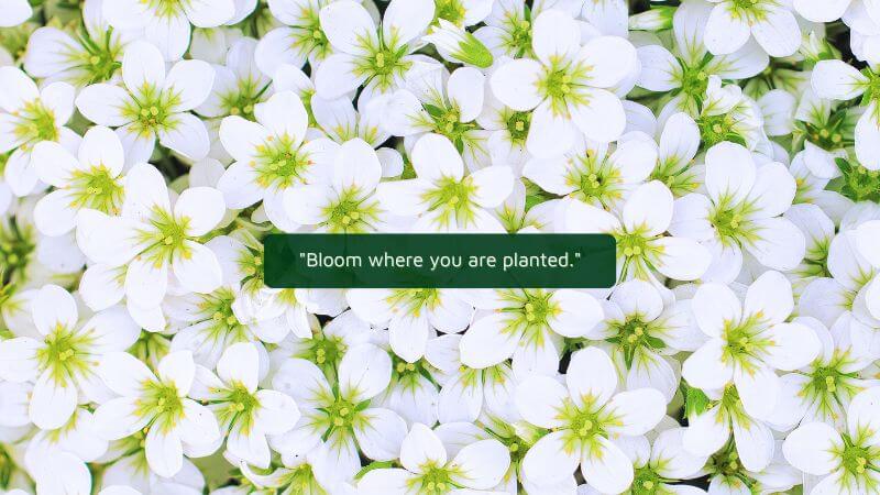 Bloom where you are planted