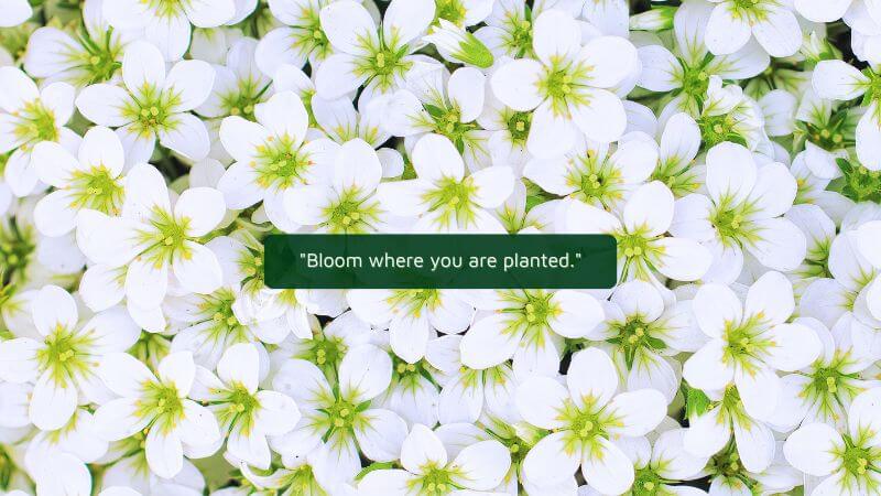 Bloom where you are planted