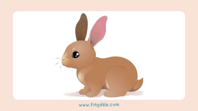 Brown bunny