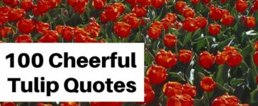 Cheerful Tulip Quotes