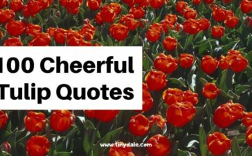 Cheerful Tulip Quotes