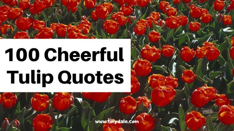 Cheerful Tulip Quotes