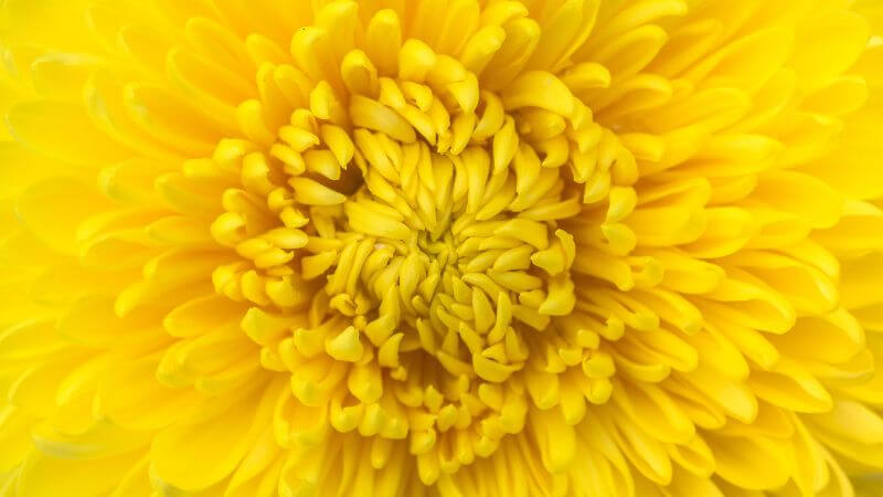 Details of Yellow flower