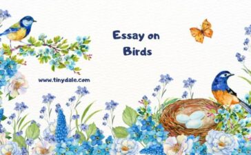 Essay on Birds