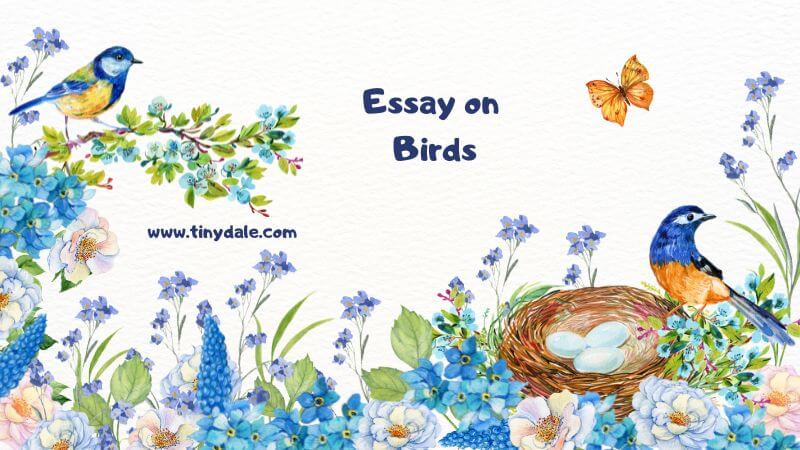 Essay on Birds