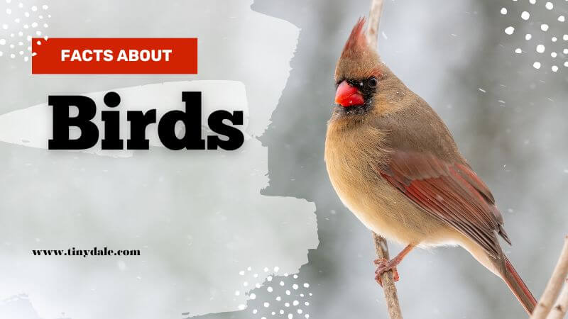 Facts about birds