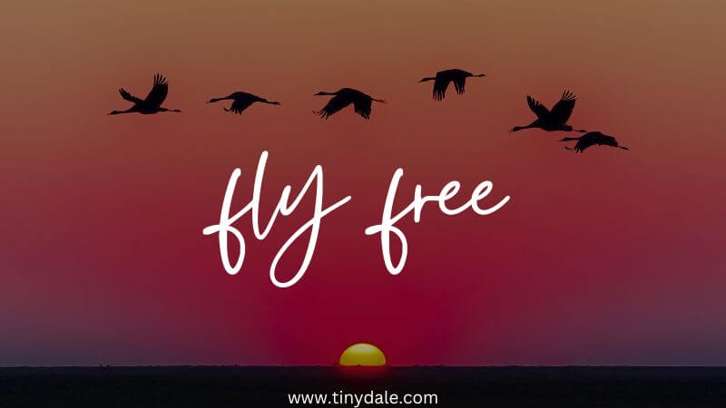 Fly free
