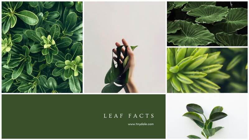 Leaf Facts