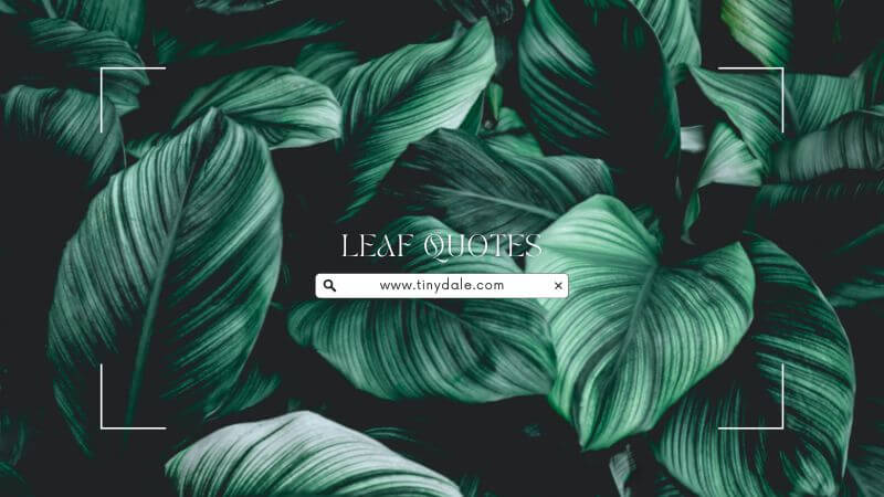 Leaf Quotes