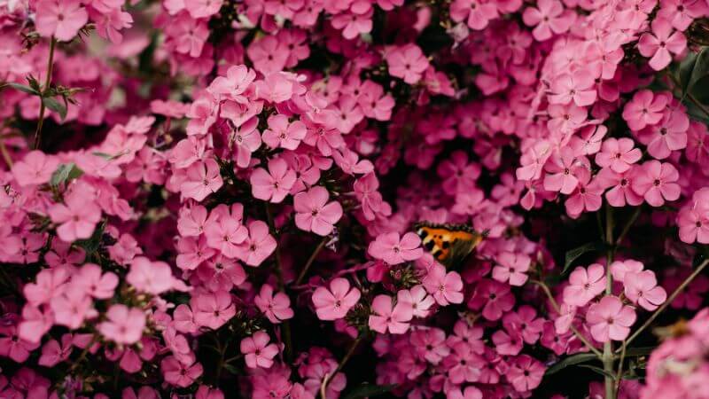 Many pink flower