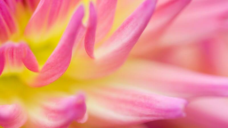 Pink and yellow flower