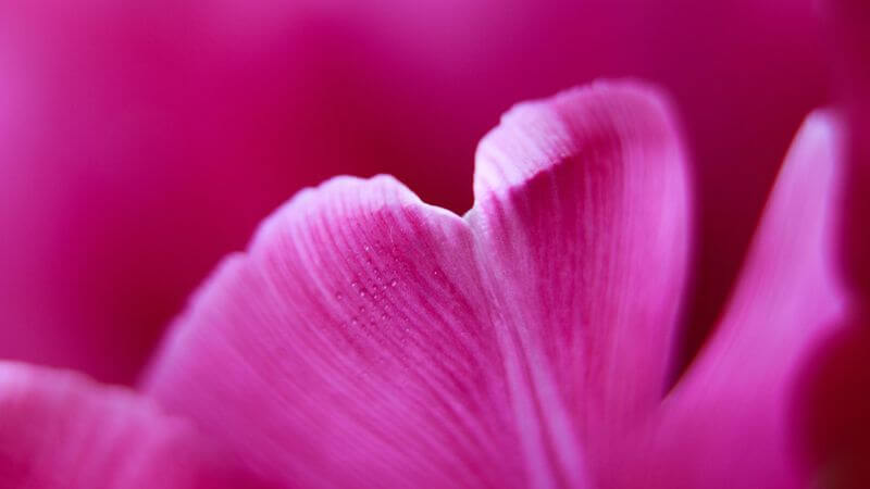 Pink petal