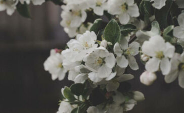 Small white flowers