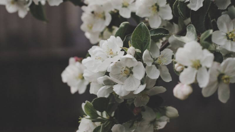 Small white flowers