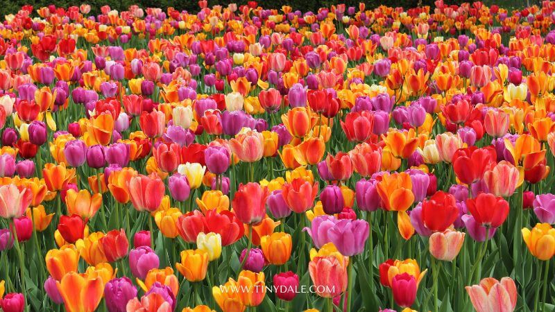 Tulip fields