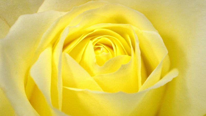 Yellow Rose