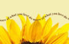 Yellow flower names