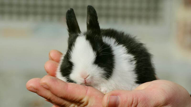 black and white bunny