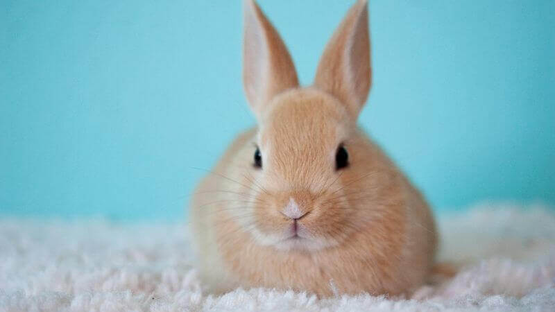 bunny with blue background