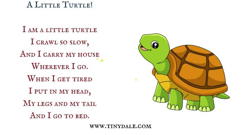 A little turtle poem lyrics