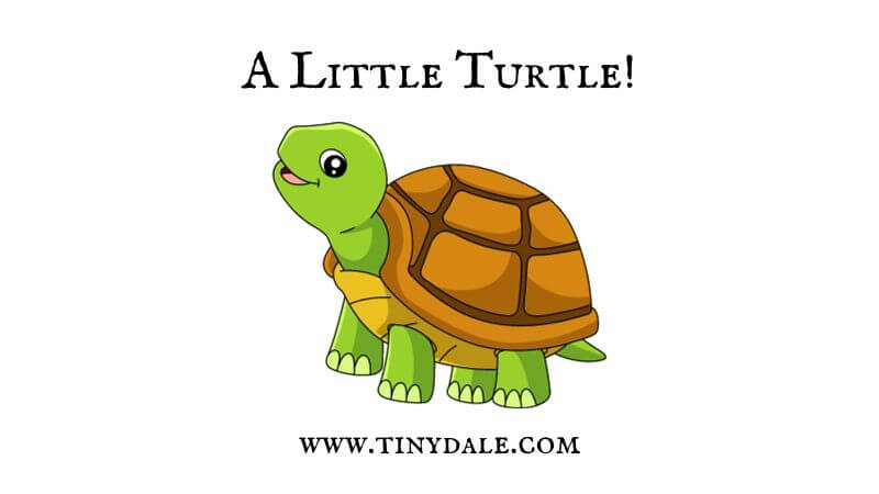 A little turtle poem