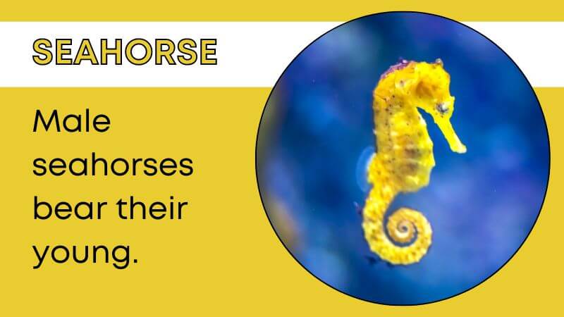 Amazing Seahorse fact
